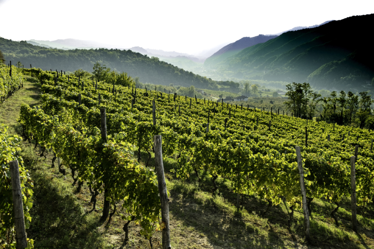 Vino dei Fratelli - Photography - Vineyard