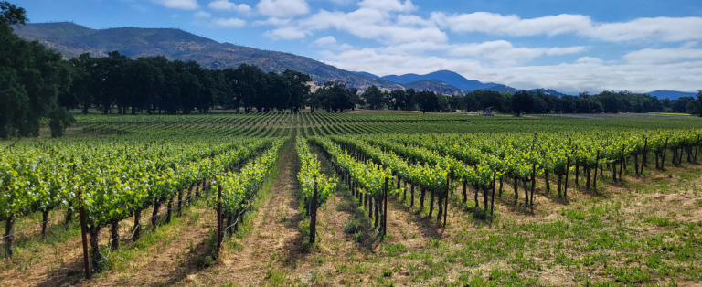 Atlas Peak - Photography - Vineyard