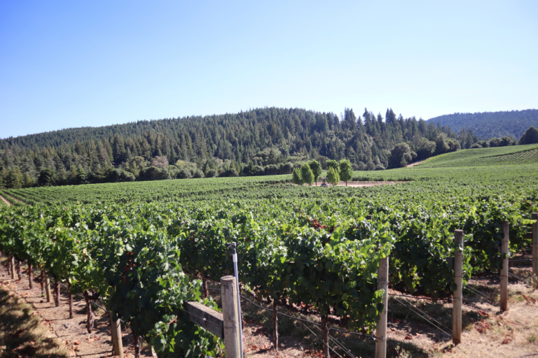 Samuel Charles - Photography - Vineyard