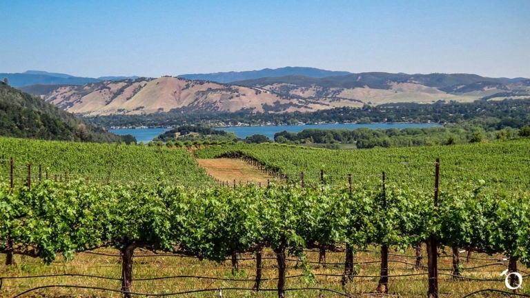 Two Angels - Photography - Vineyard #1