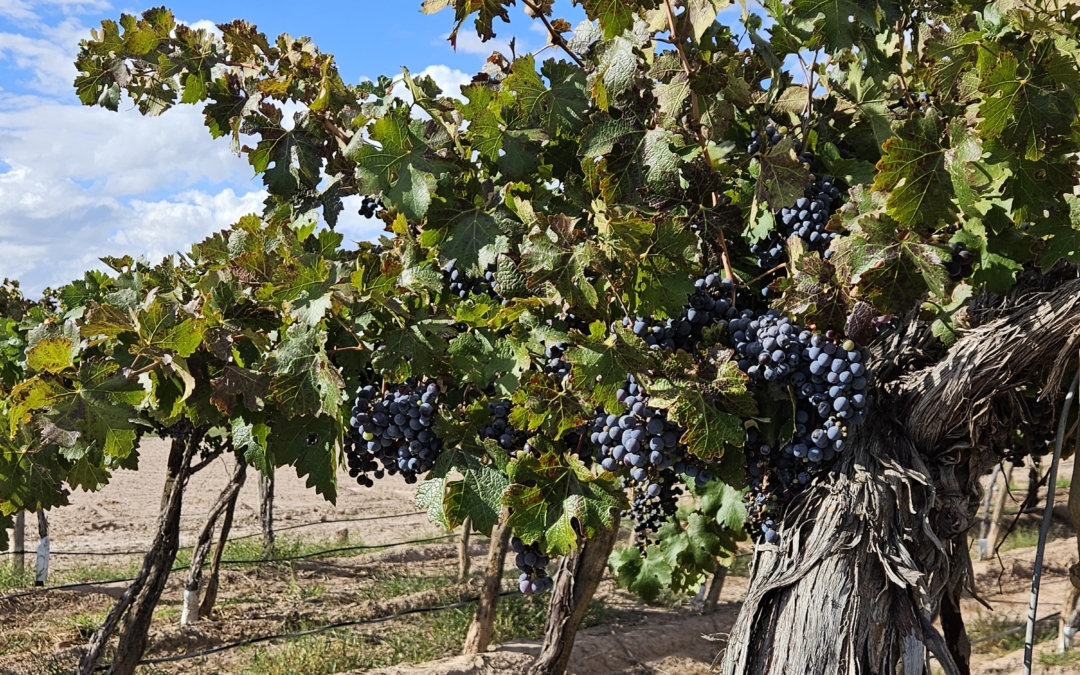 Featured in Forbes: Everything You Need to Know About Wine Made From Old Vines