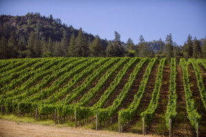 Dakota Shy - Photography - Vineyard #1