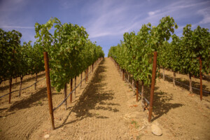 Dakota Shy - Photography - Vineyard #2