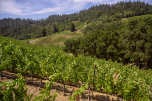 Dakota Shy - Photography - Vineyard #4