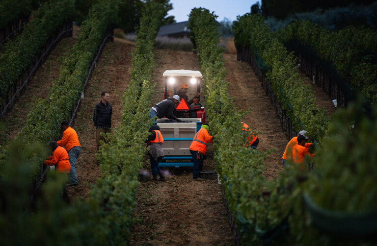 Dakota Shy - Harvest in Vineyard - Featured Image
